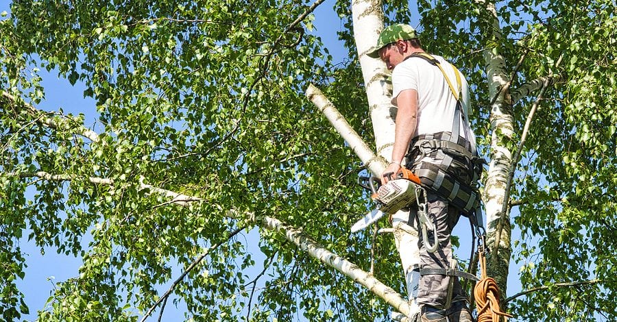 About - Complete Tree Service of St. Louis - Tree Trimming in St. Louis  Region